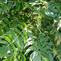 Oregon grape